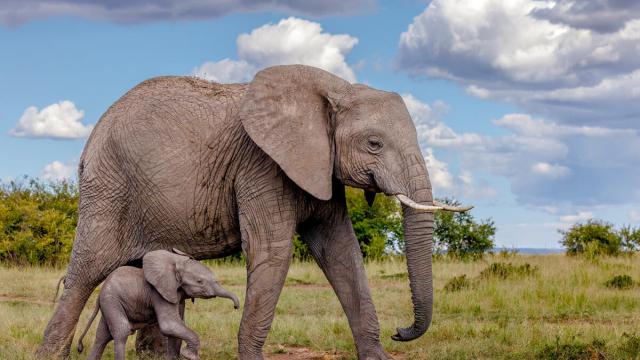 African elephant and newborn calf walking across grassland in the masai mara