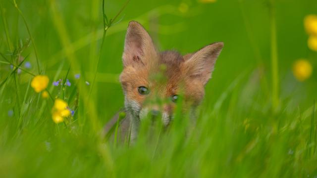 Fox cub in long grass 