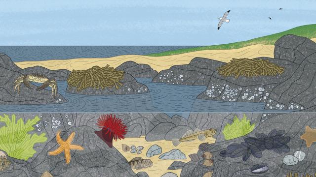 Rockpools