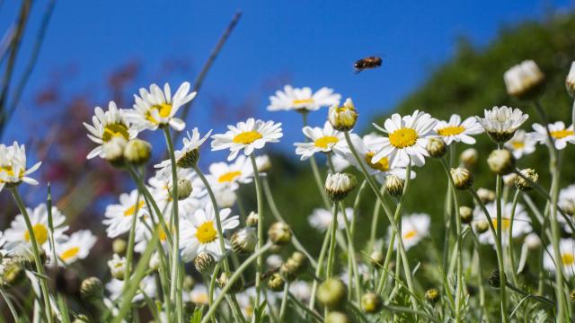 Oxeye daisies flowering in a garden in the Worcestershire, UK.