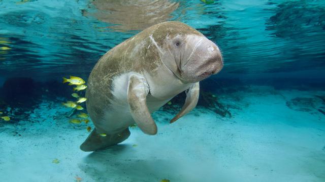 Manatee - Go Wild