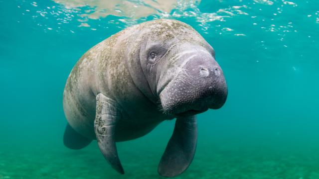 Go Wild Manatee banner