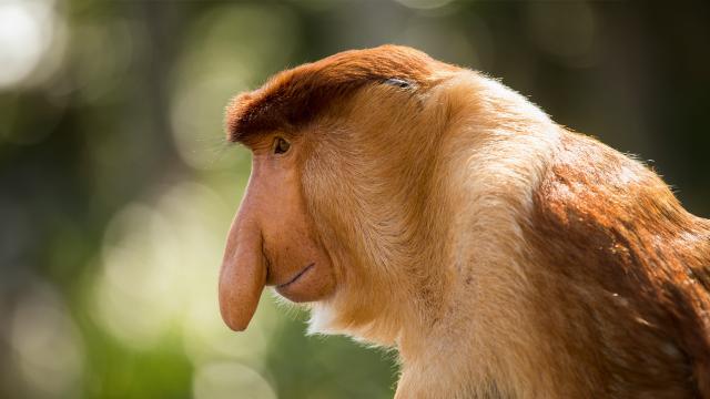 Image of a proboscis monkey