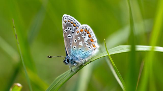 Common blue (Polyommatus icarus) butterfly resting on a blade of grass 