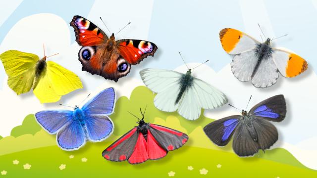 Variety of butterflies on an illustrated background