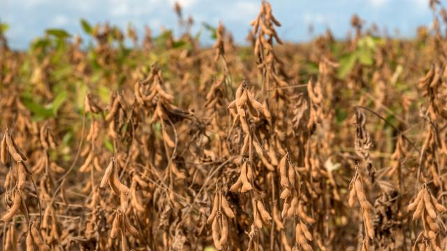 Close up of a plantation of soy beans ready for harvest Brazil 