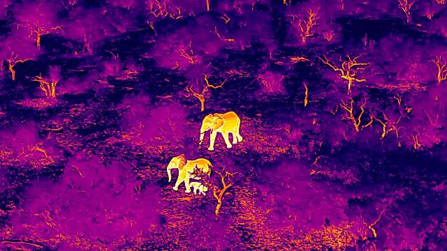 Drone footage of elephants thermal camera 