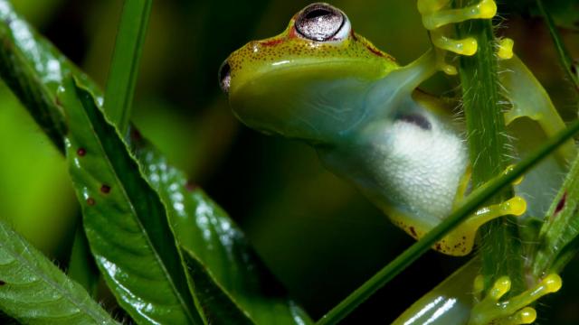 Frog in the Pacaya Samira Reserve in the Peruvian Amazon