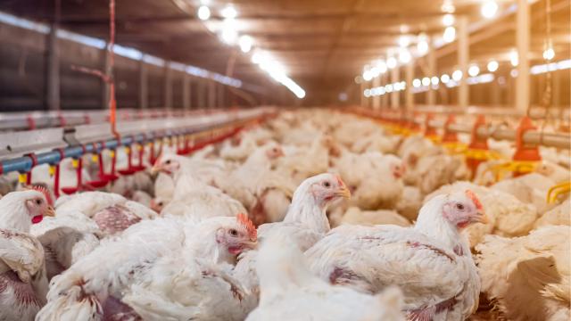 White chicken in smart farming business by auto feeding with yellow light in background
