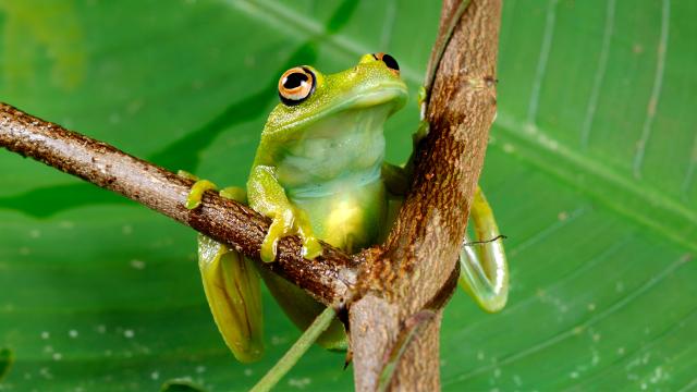 Frog (Hyla granosa) found in Terra do Meio, Amazon, Brazil.