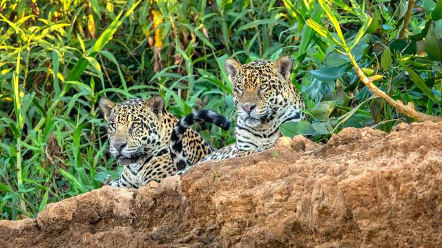 Jaguar in Brazil