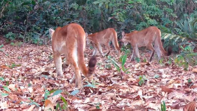 Shot of three pumas walking away from the camera