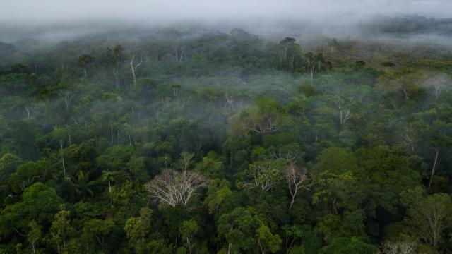 Morning mist shrouds the Amazon Rainforest © Luis Barreto