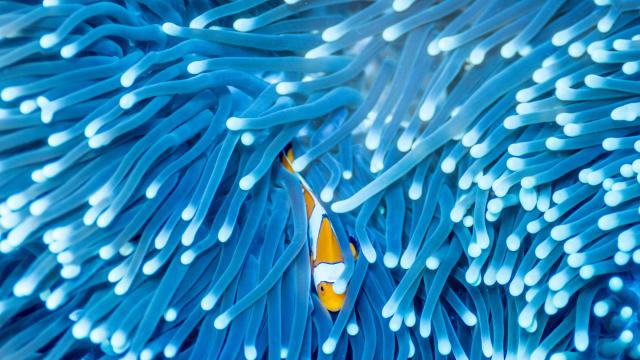 Clownfish in sea anemone in the Selat Dampier MPA, Raja Ampat, West Papua, Indonesia.