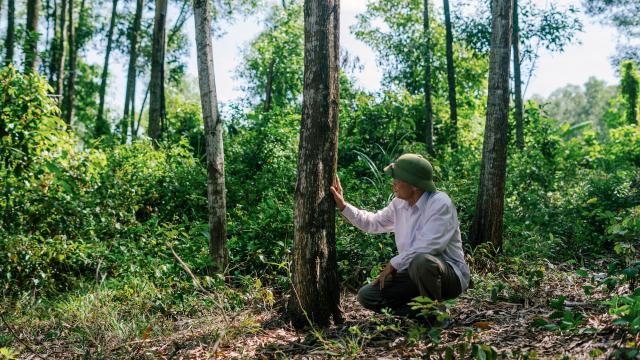 Mr Hoa, an acacia smallholder in Quang Tri Province © WWF-Greater Mekong / FGS Production