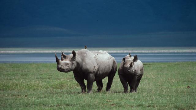 Black rhinoceros (Diceros bicornis); Ngorongoro Crater, Tanzani