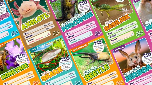 A selection of Go Wild animal cards