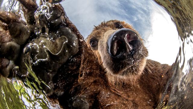 Brown bear