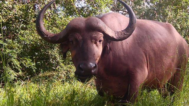 Buffalo standing in long grass
