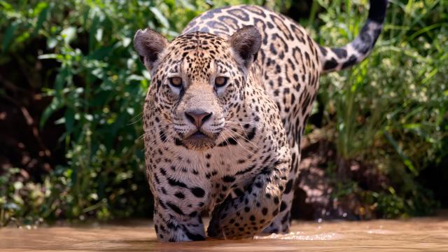 Jaguar in water