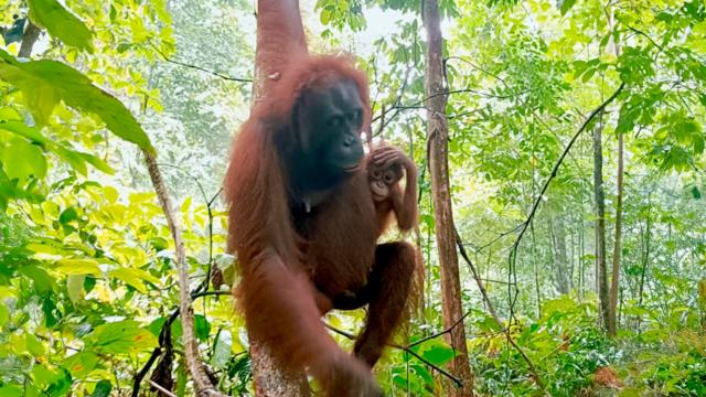 Orangutan and young in trees