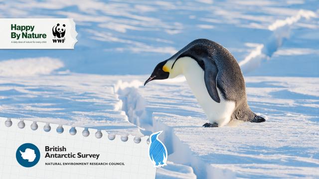 Penguin walking on ice, judging how to get over a crack