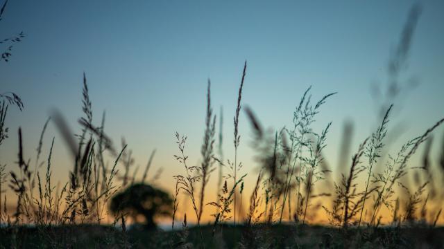 Silhouette of trees and grasses at sunset alongside beaver enclosure. River Glaven, North Norfolk, UK © Greg Armfield / WWF-UK