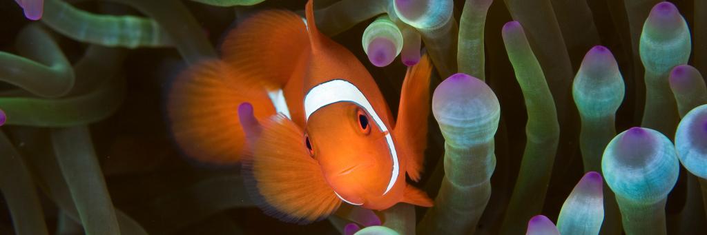 Clown fish in an anemone 