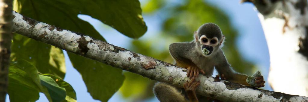 Squirrel Monkey eating in a tree