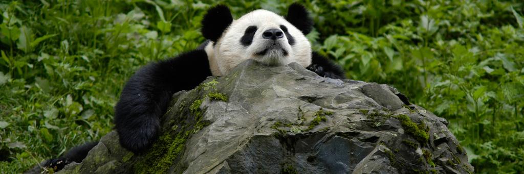 Panda asleep on a rock