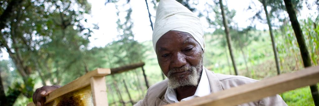 Kenyan man inspects bee hives