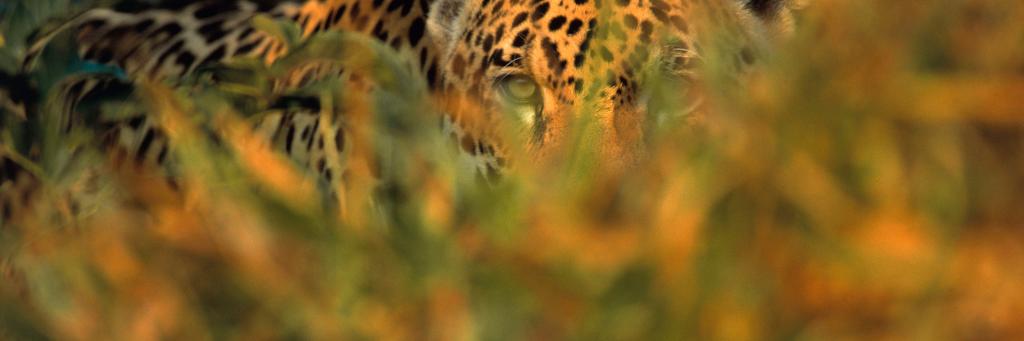 Jaguar stalking prey in long grass