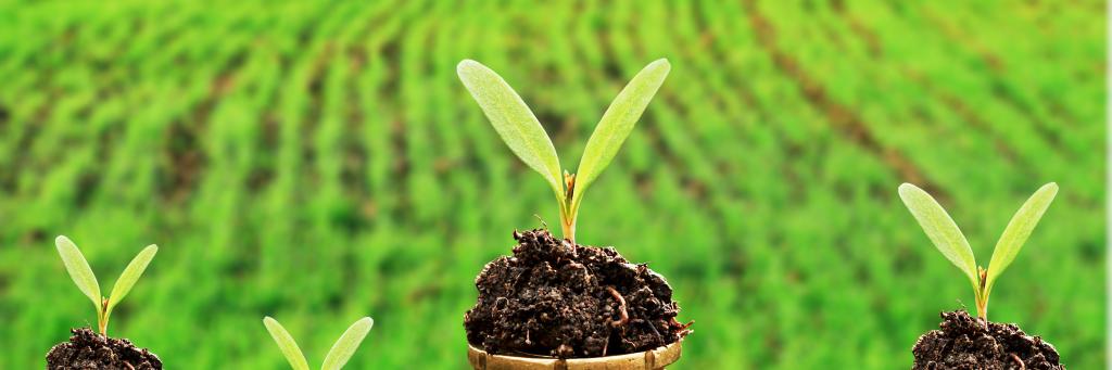 Currency and money in soil with young plant seedlings representing sustainable develepment
