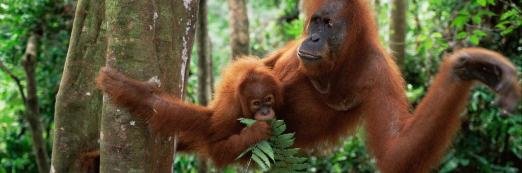 Sumatran Orang utan mother and baby sitting in tree