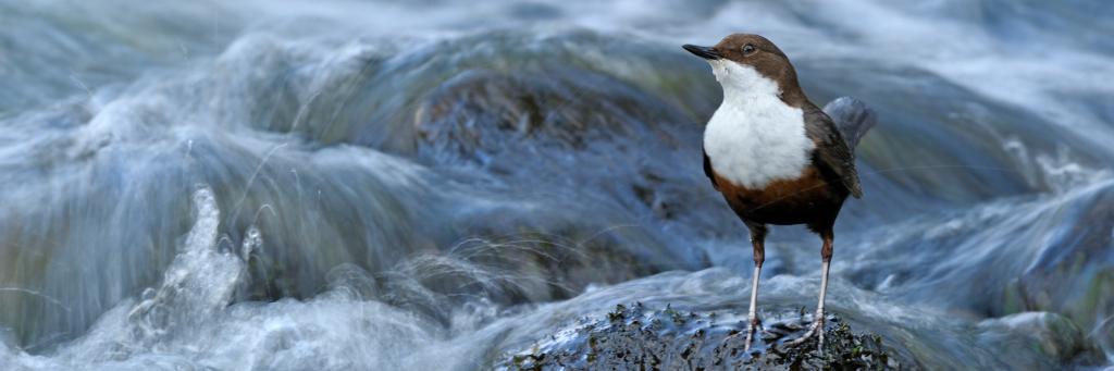 Bird on a stream