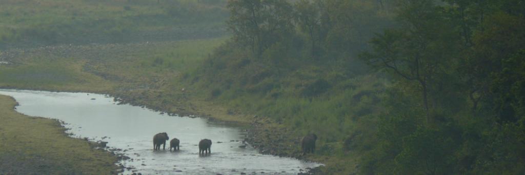 Elephants crossing the Ganges River