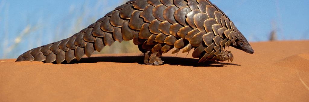 Cape pangolin