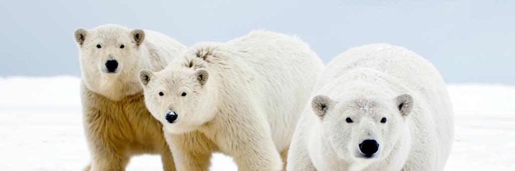 Polar bears