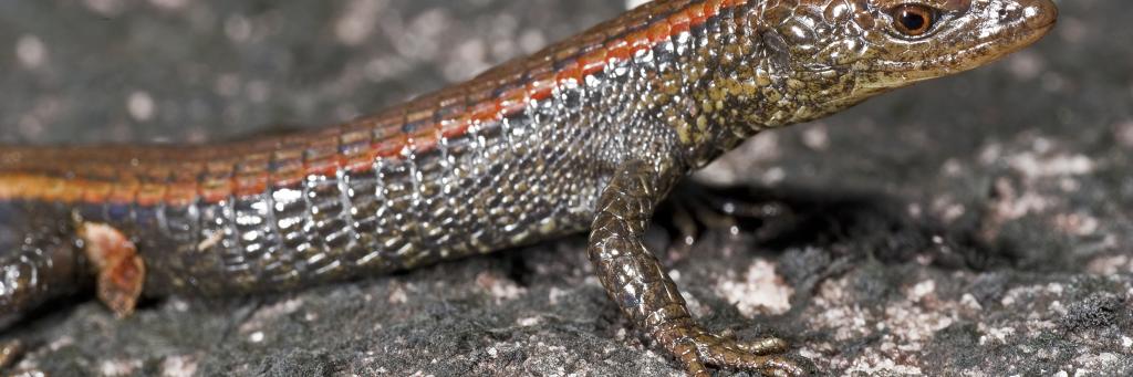 Mountain-top lizard
