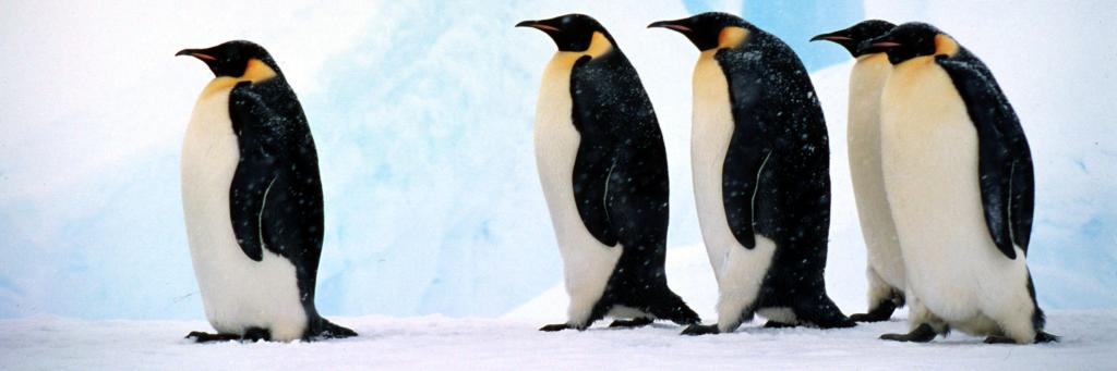 Emperor penguin Group against background of blue ice