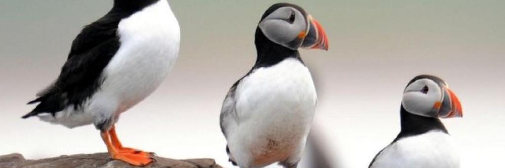 Puffins