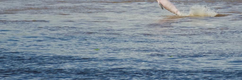 Gray dolphin. River dolphin (Sotalia fluviatilis). Amazonas. Peru