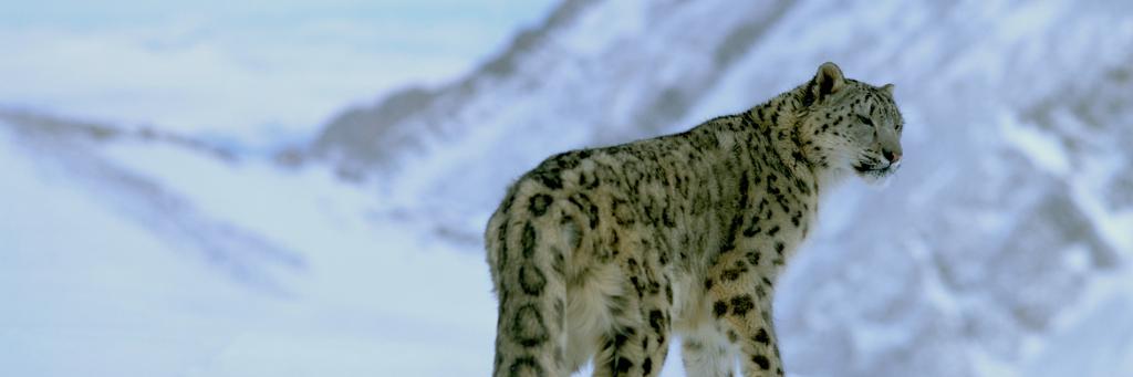 Snow leopard in snow on a mountain