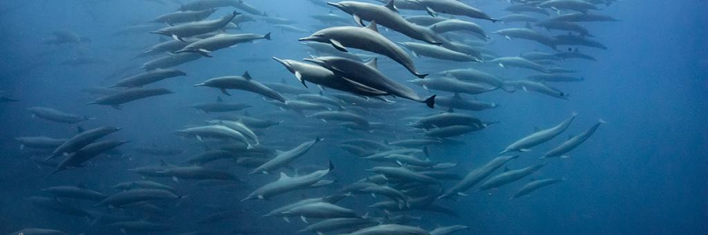 Many dolphins swimming together