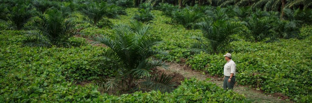 Cover crops reduce evaporation and improve soil. Agrocaribe, a Guatemalan company, was awarded the Roundtable on Sustainable Palm Oil (RSPO) certificate.