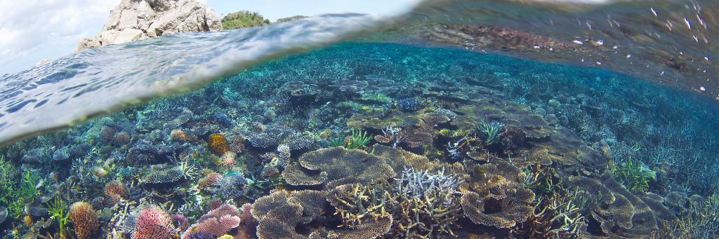 A vibrant, healthy coral reef