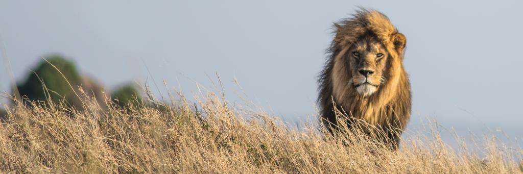 Lion (Panthera leo) on the Namiri Plains in the Serengeti, Tanzania