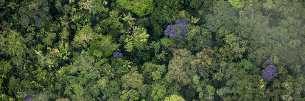 Pristine amazon forest