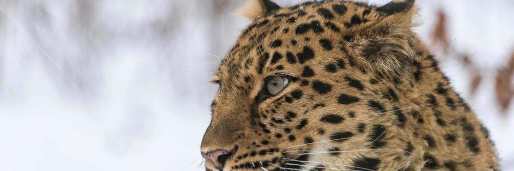 Amur leopard Nordens Ark