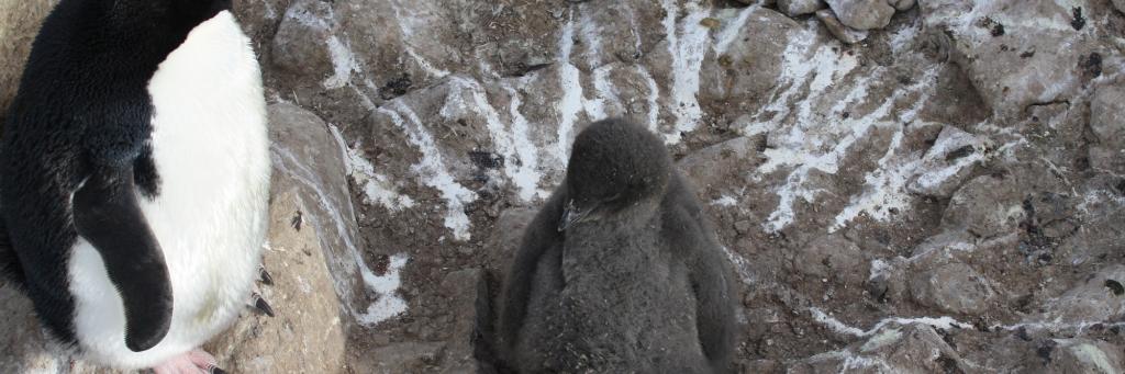 Adelie penguin chick